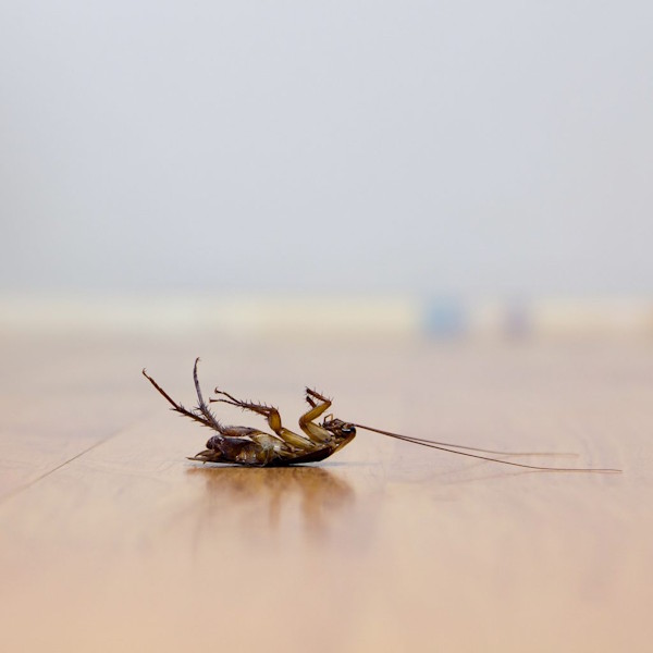Professional pest control services for commercial premises